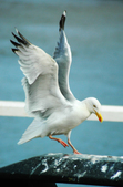 Seagull problem in Cornwall