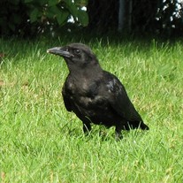 Crow Bird Control