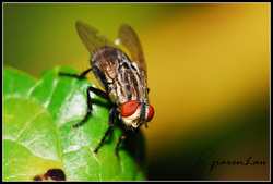 Fly Pest Control