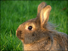Rabbit Pest Control