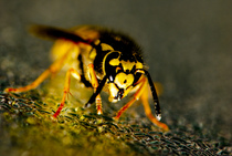 Wasp control Cornwall